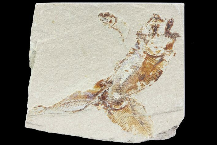 Bargain, Cretaceous Fossil Fish (Armigatus) - Lebanon #77119